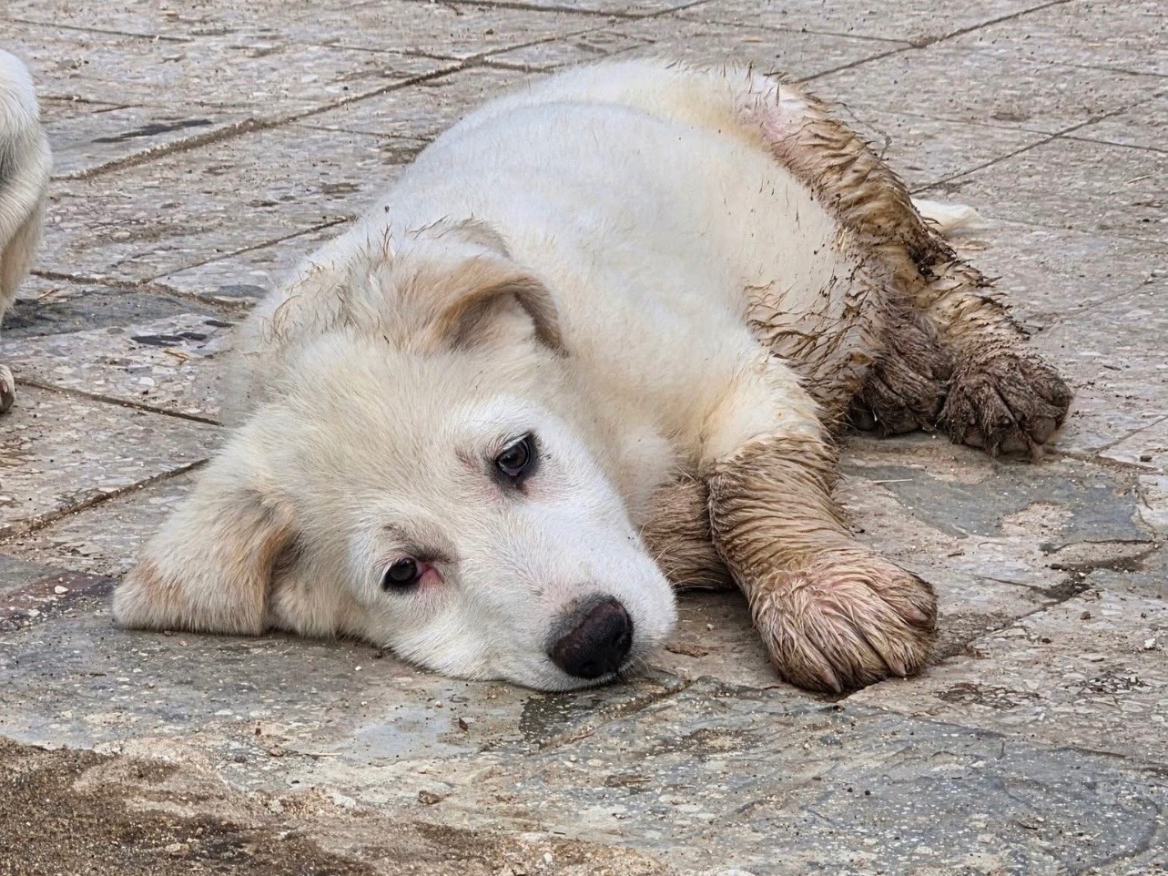 Adozione cane, maschio, Razza sconosciuta Razza sconosciuta, 3 mesi, taglia grande, Barletta