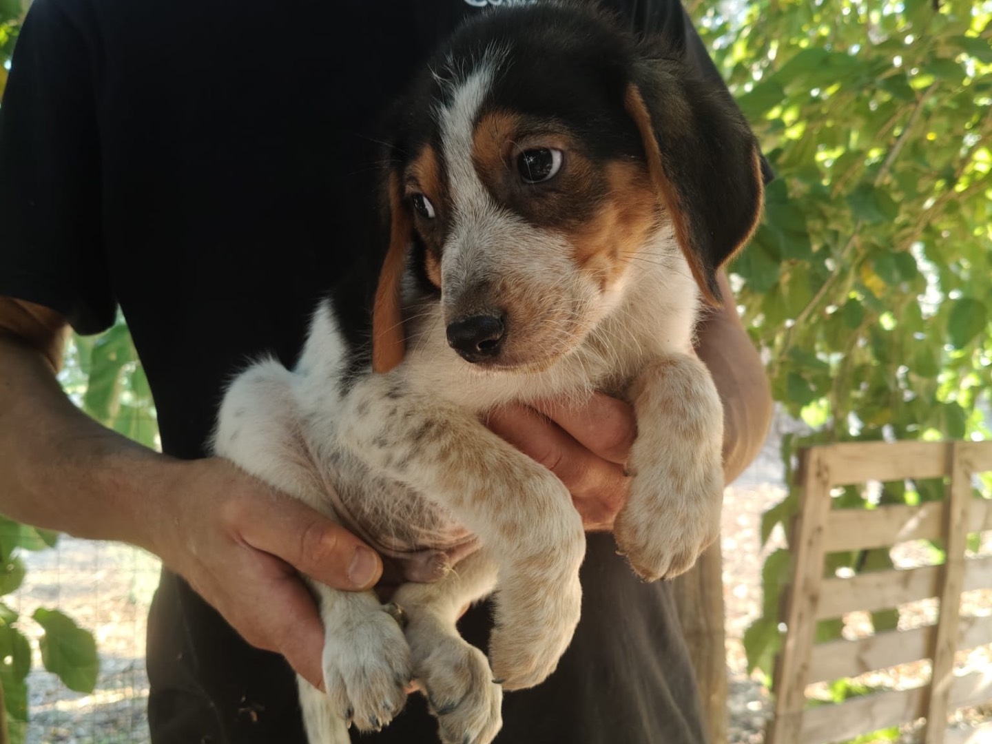 Adozione cane, maschio, Razza sconosciuta Razza sconosciuta, 3 mesi, taglia media, Crotone