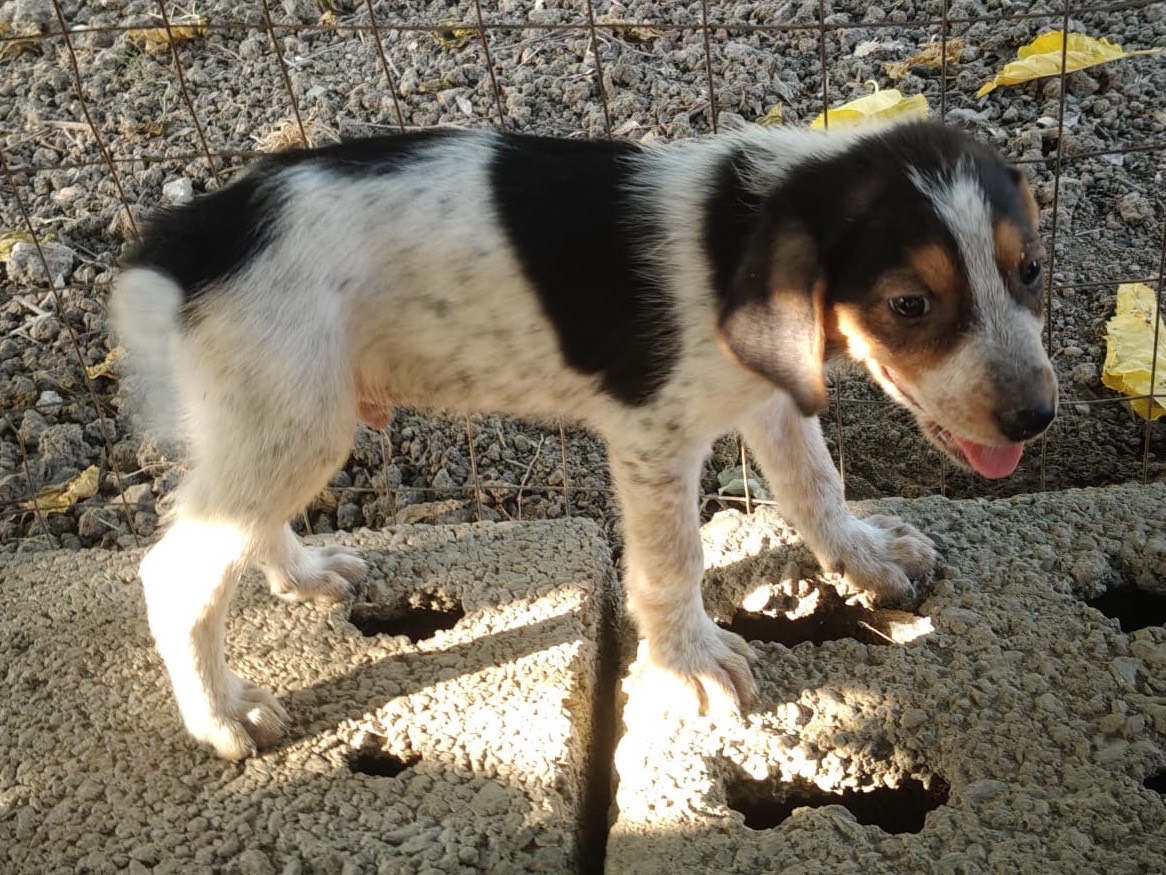 Adotta un cane, taglia media, maschio, Crotone
