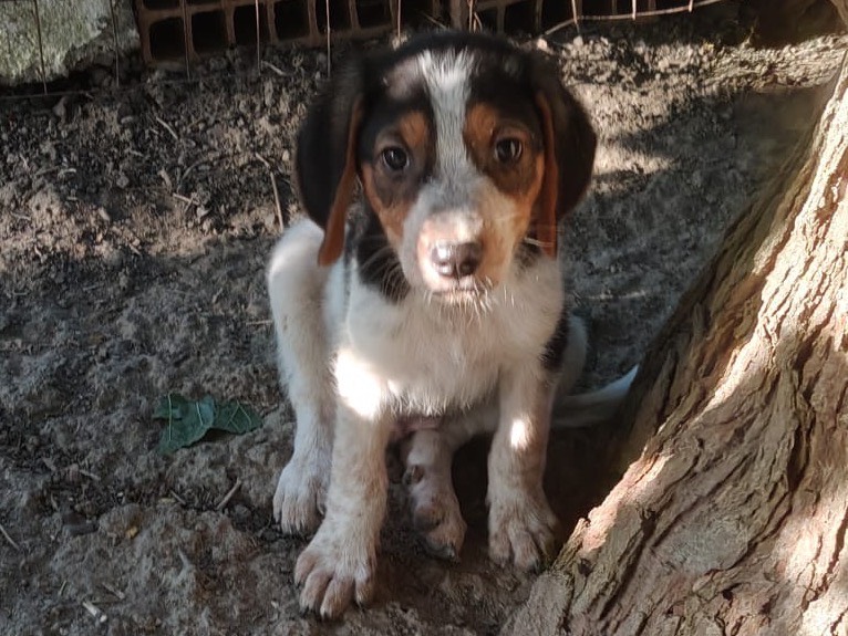 Vuoi adottare un cane a Crotone?