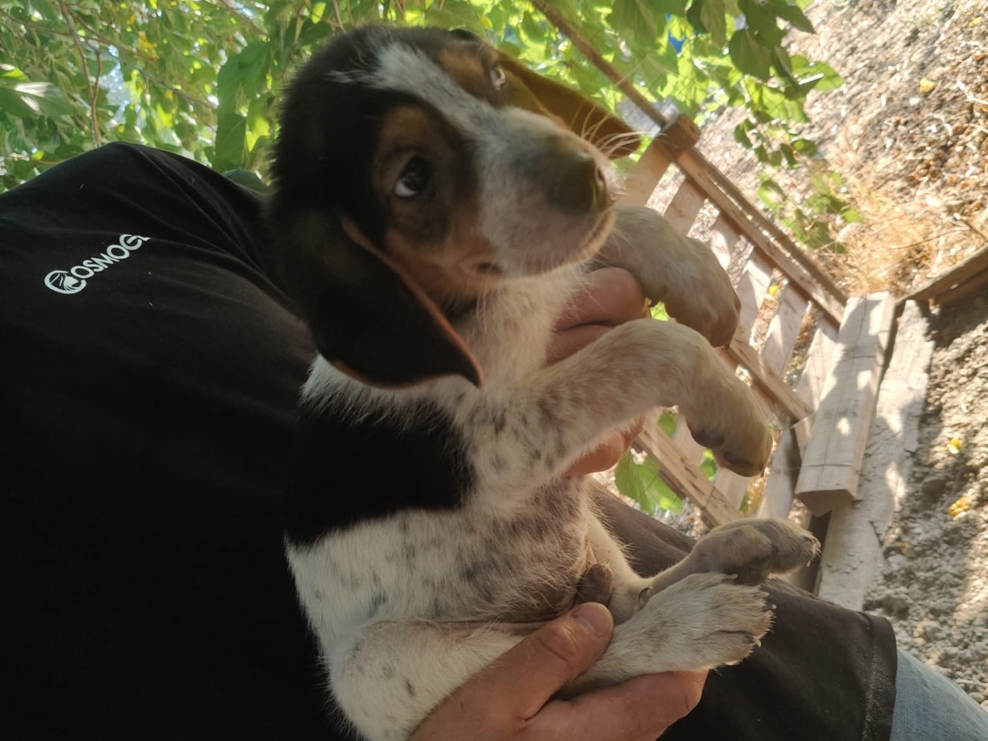 Adotta il cane CASPER a Crotone