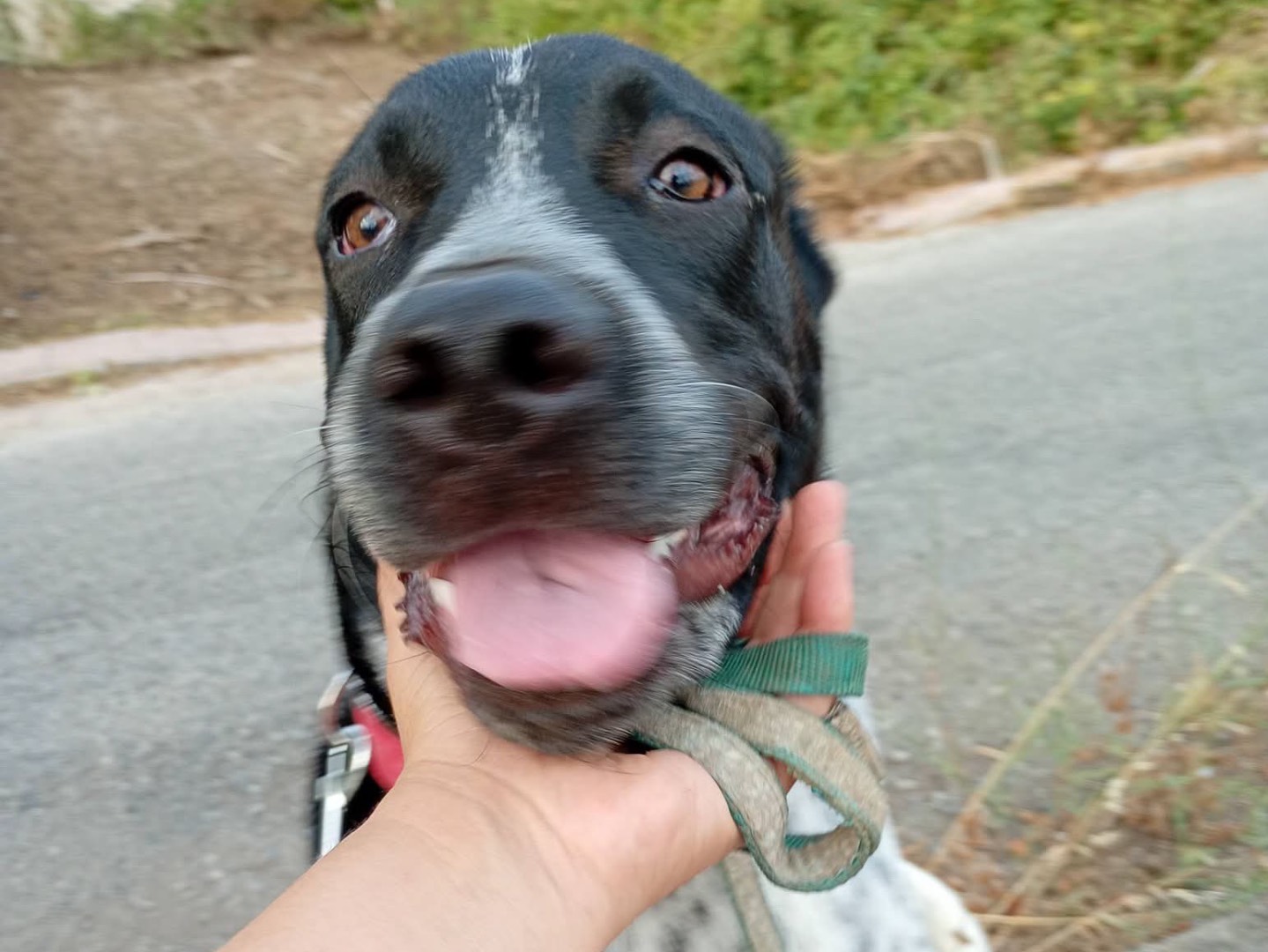 Adozione cane, maschio, Razza sconosciuta Razza sconosciuta, 7 mesi, taglia grande, Asti