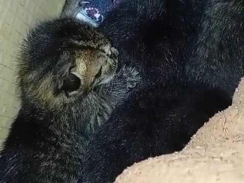 Adozione gatto, maschio, Razza sconosciuta Razza sconosciuta, 1 mese, taglia non valida, Cuneo