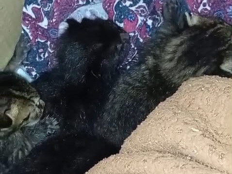 Adotta un gatto, maschio, 1 mese, Cuneo