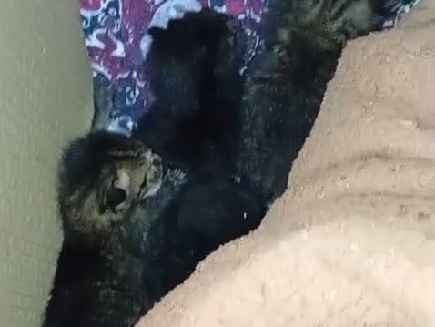 Adotta un gatto, taglia non valida, maschio, Cuneo