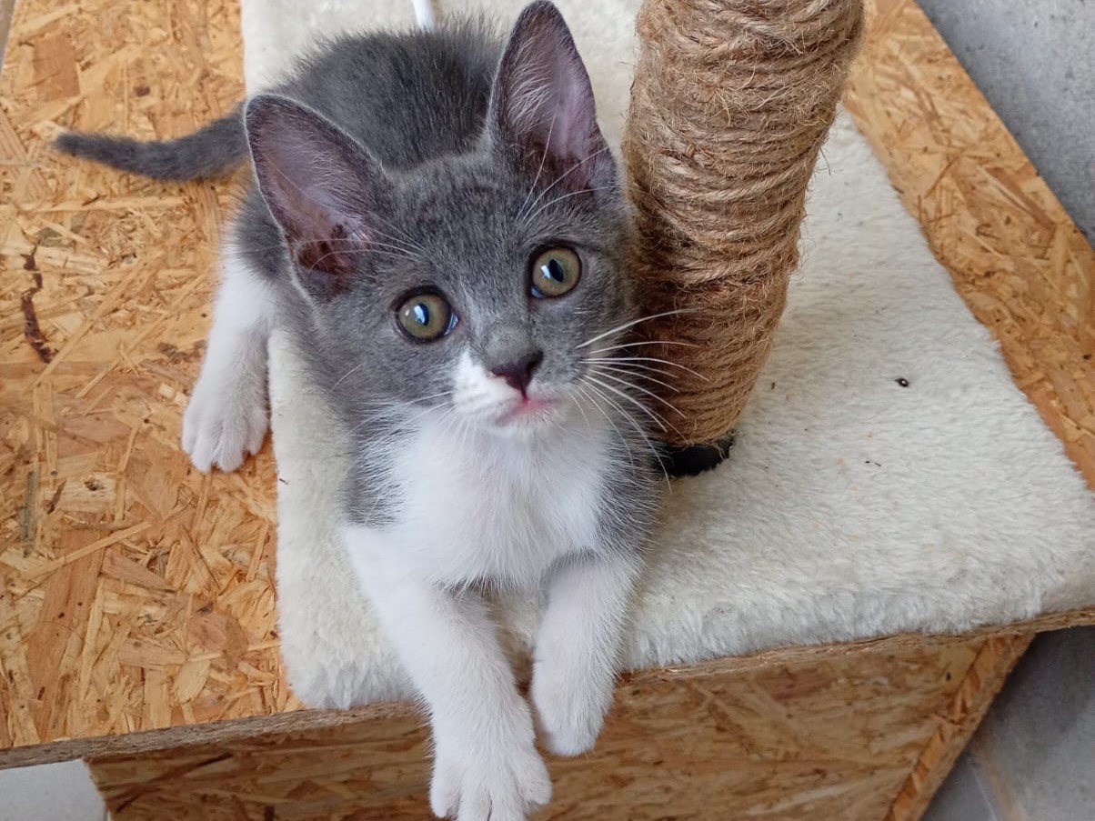 Adozione gatto, femmina, Razza sconosciuta Razza sconosciuta, 3 mesi, taglia non valida, Reggio