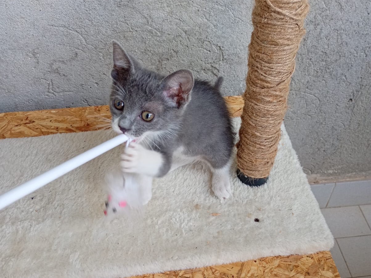 Adotta un gatto, femmina, 3 mesi, Reggio