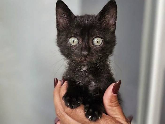 Adozione gatto, maschio, Razza sconosciuta Razza sconosciuta, 2 mesi, taglia non valida, Avellino