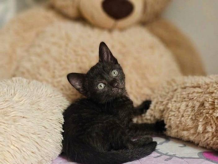 Adotta un gatto, maschio, 2 mesi, Avellino