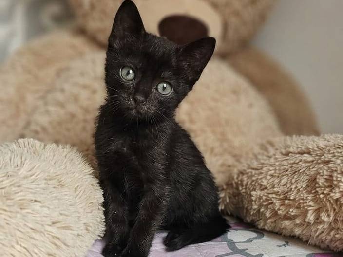 Adotta un gatto, taglia non valida, maschio, Avellino