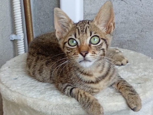 Adozione gatto, maschio, Razza sconosciuta Razza sconosciuta, 4 mesi, taglia non valida, Brescia