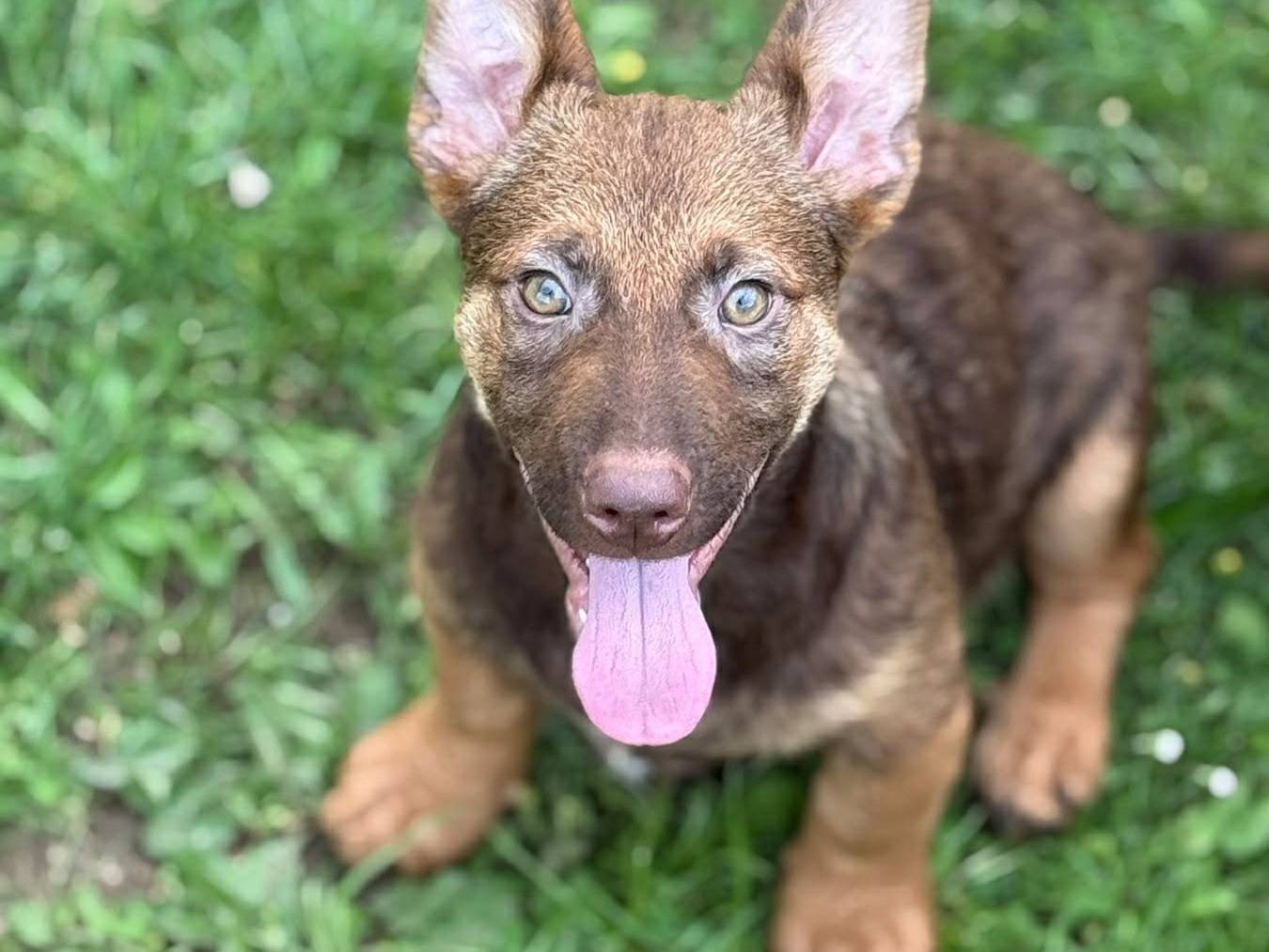 Adozione cane, maschio, Razza sconosciuta Razza sconosciuta, 4 mesi, taglia media, Firenze
