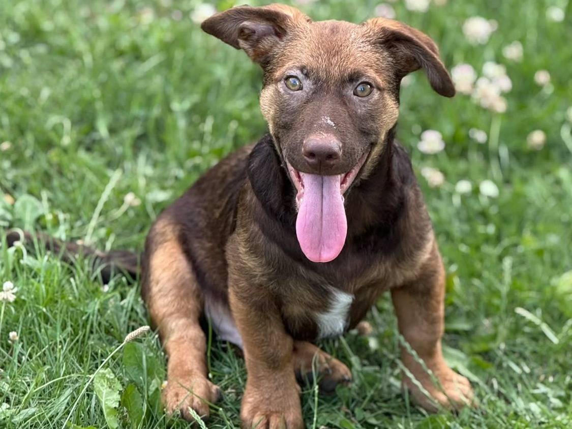 Adotta un cane, maschio, 4 mesi, Firenze