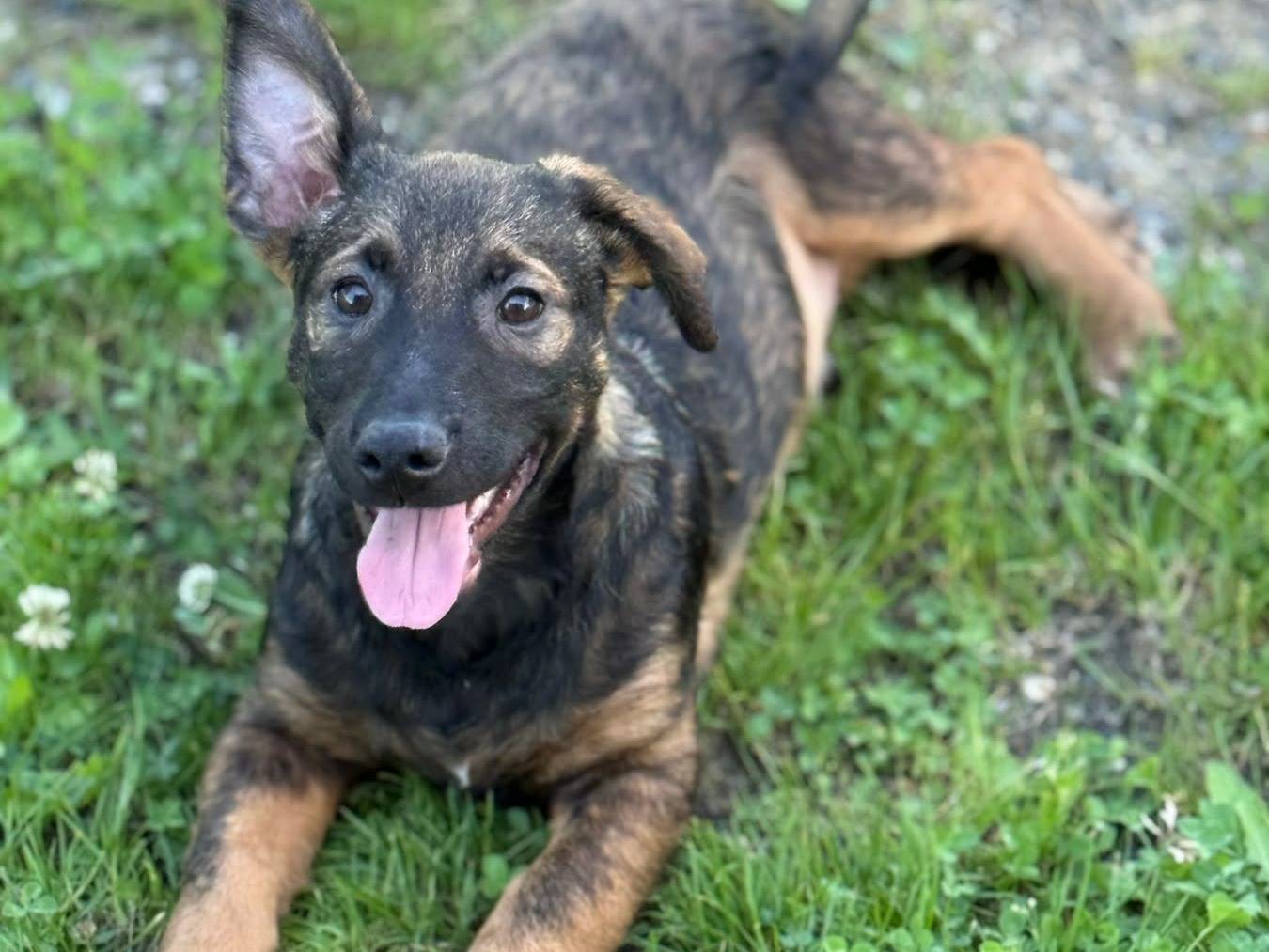 Adotta un cane, taglia media, maschio, Firenze