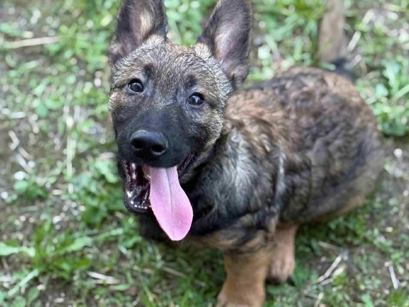 Vuoi adottare un cane a Firenze?