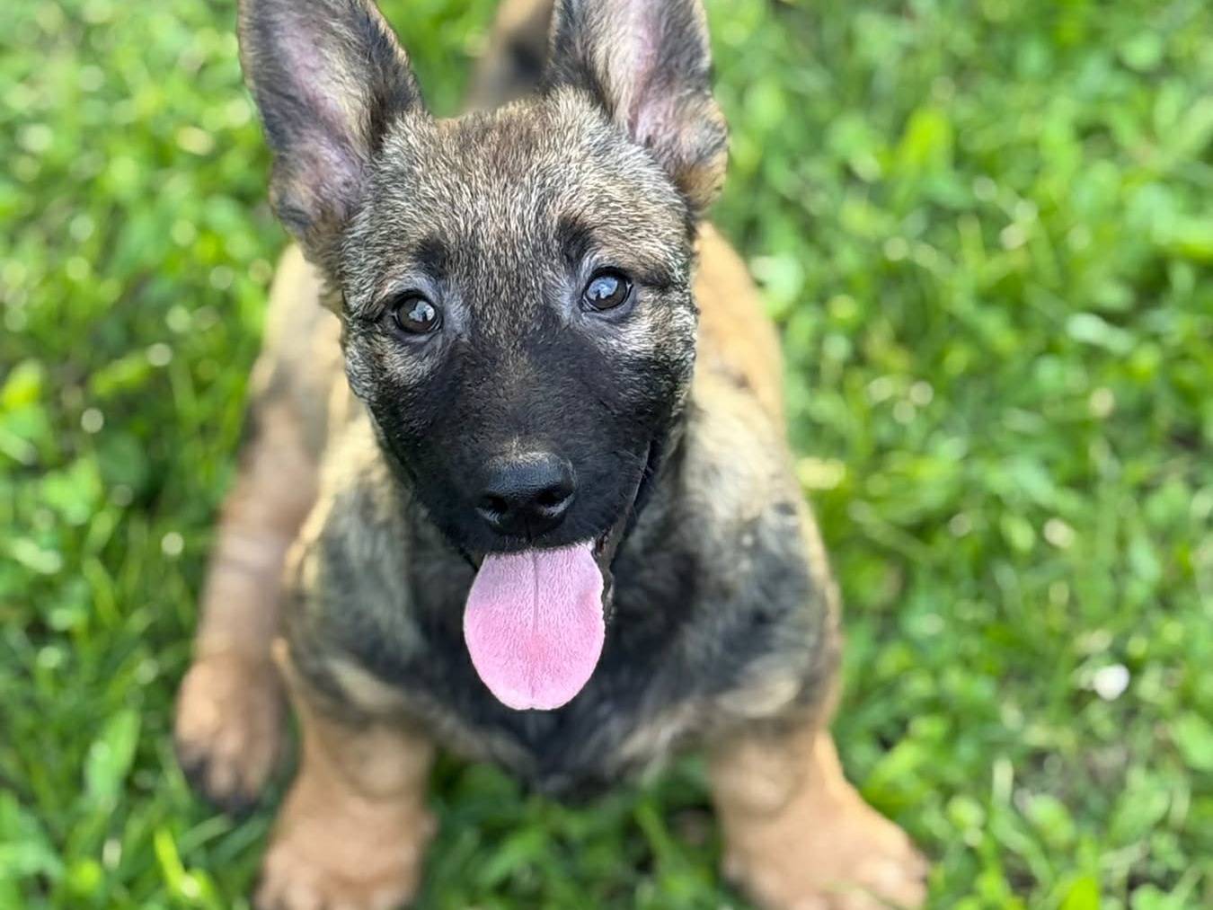 Adotta il cane EMILIO ENZO e EZIO a Firenze
