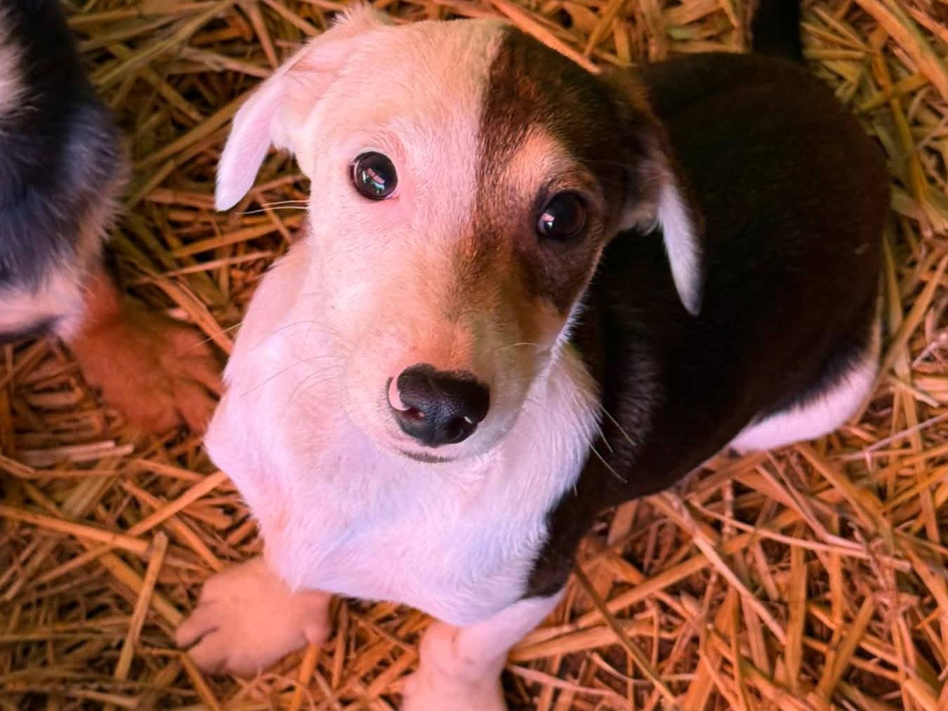 Adotta un cane, taglia piccola, maschio, Firenze