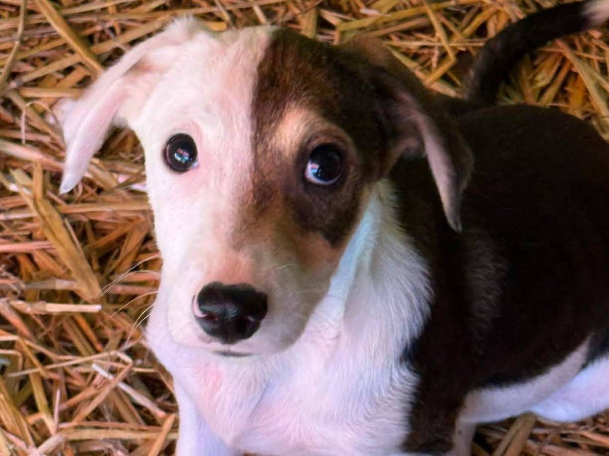 Adotta un cane, maschio, 3 mesi, Firenze