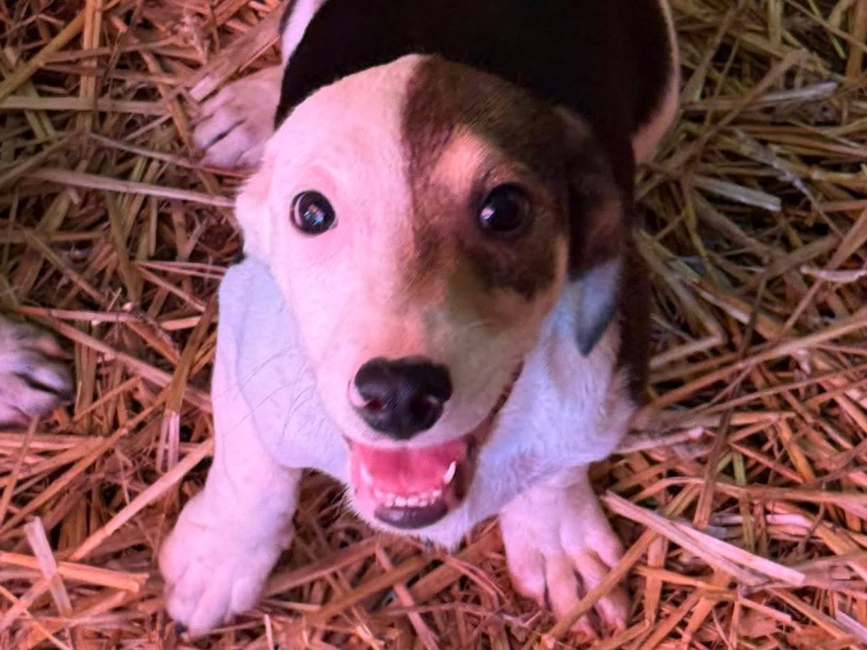 Vuoi adottare un cane a Firenze?