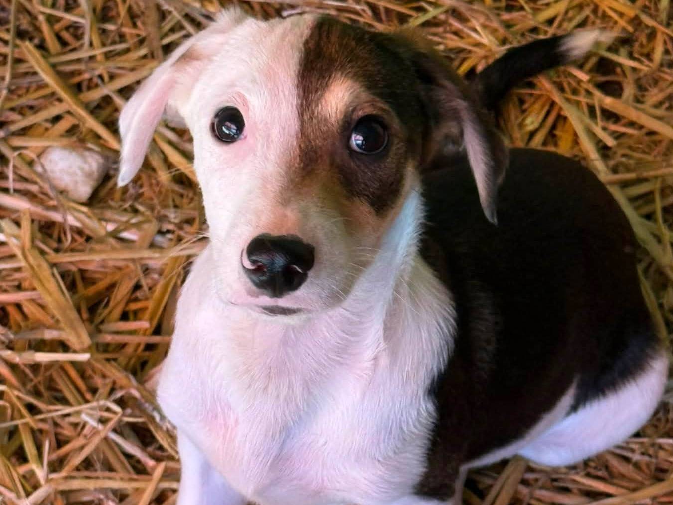 Adozione cane, maschio, Razza sconosciuta Razza sconosciuta, 3 mesi, taglia piccola, Firenze