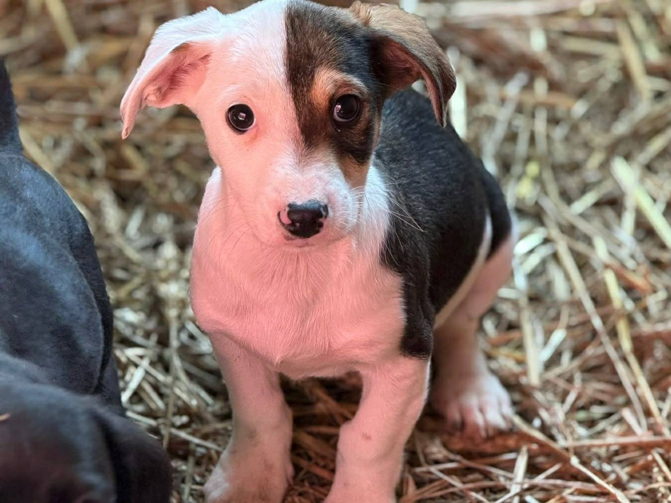 Adotta il cane FAN a Firenze
