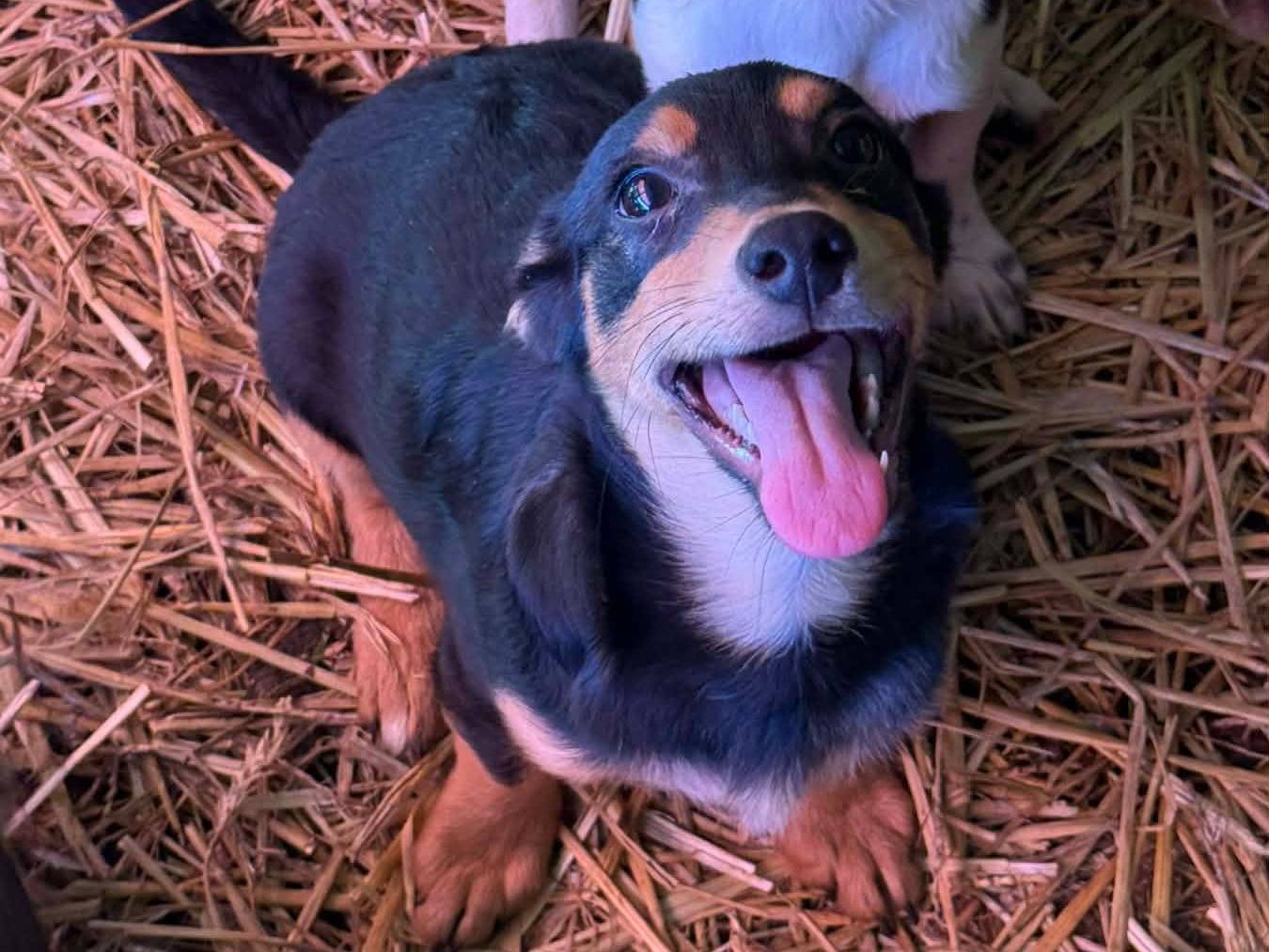 Adotta un cane, maschio, 3 mesi, Firenze