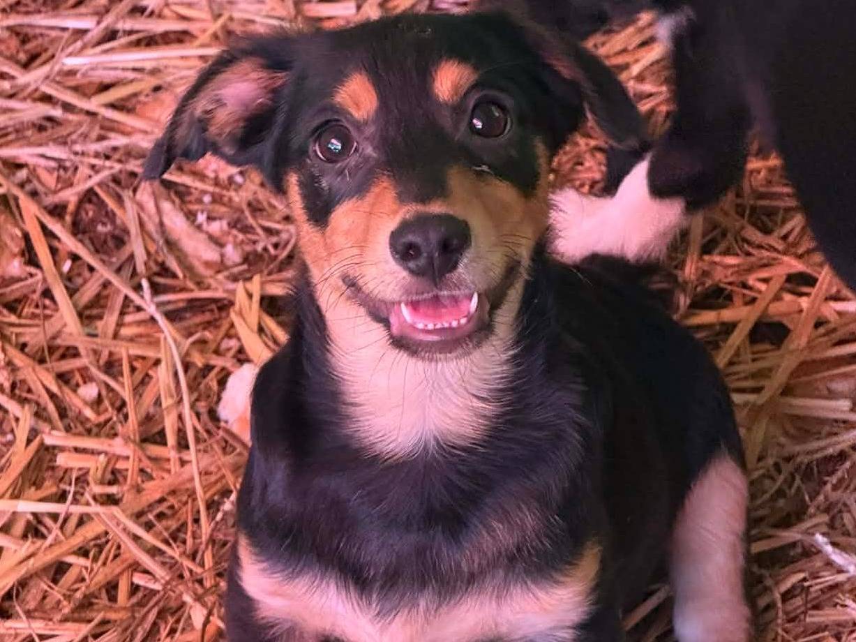 Adozione cane, maschio, Razza sconosciuta Razza sconosciuta, 3 mesi, taglia piccola, Firenze