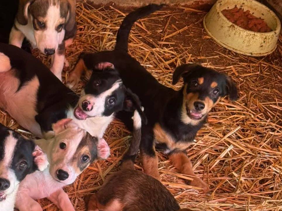 Vuoi adottare un cane a Firenze?