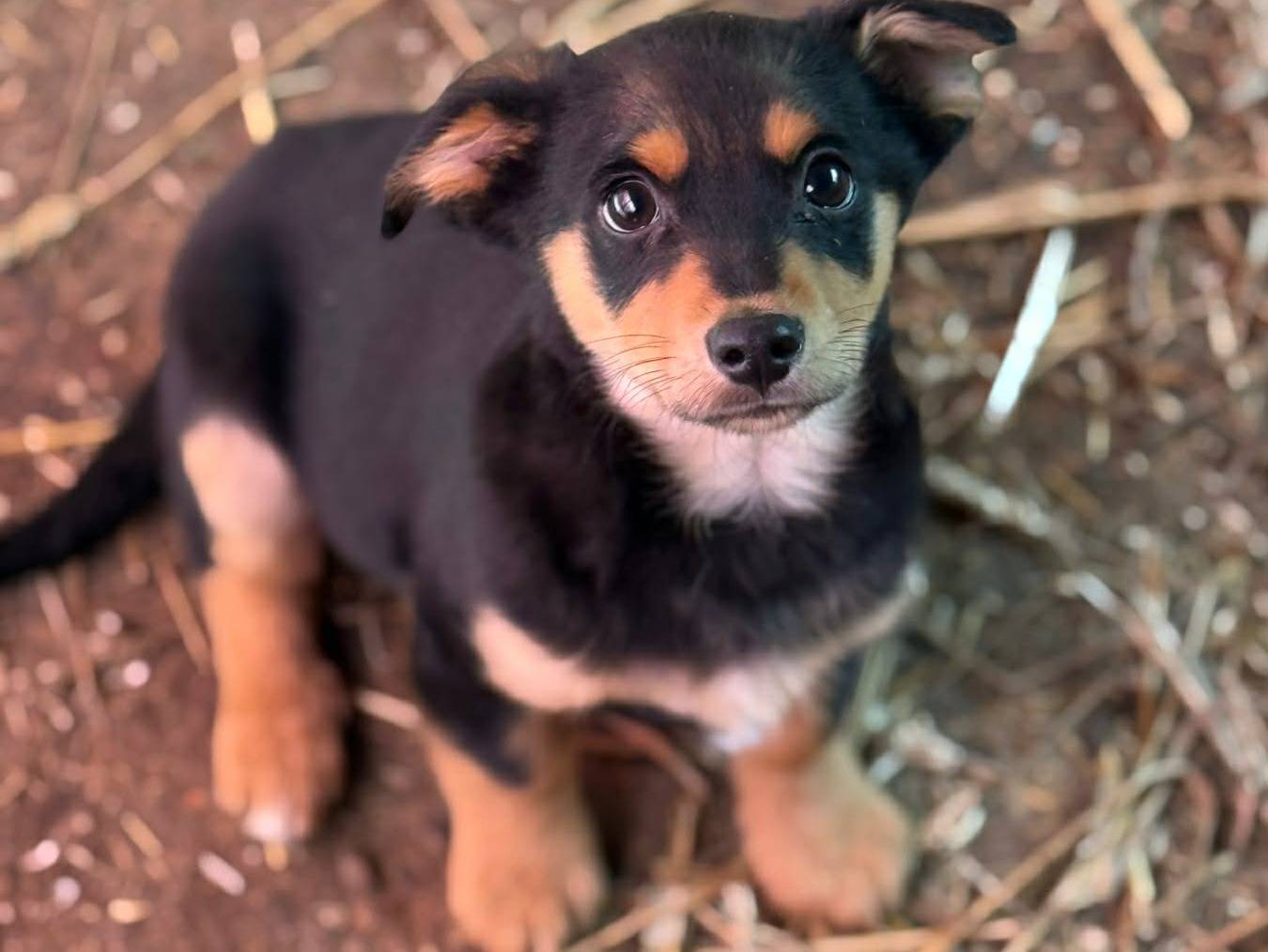 Adotta il cane FELIX a Firenze