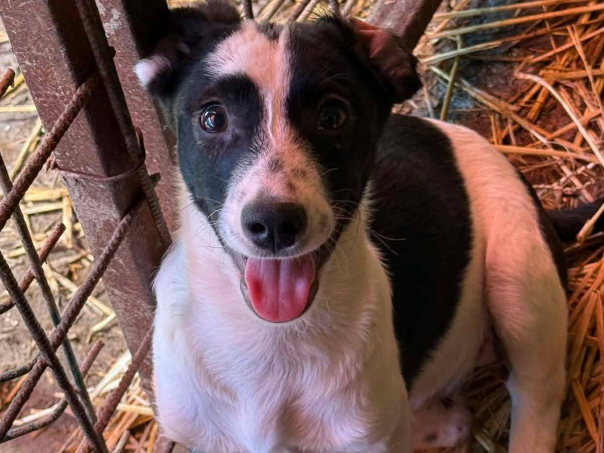 Adotta un cane, taglia piccola, femmina, Firenze