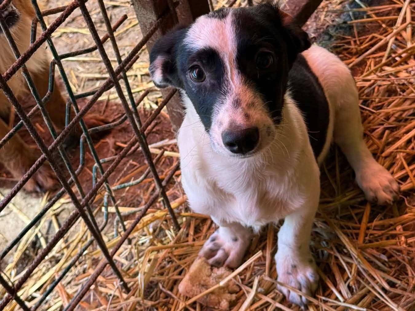 Adozione cane, femmina, Razza sconosciuta Razza sconosciuta, 3 mesi, taglia piccola, Firenze
