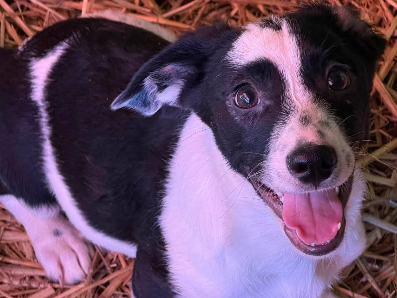 Adotta un cane, femmina, 3 mesi, Firenze