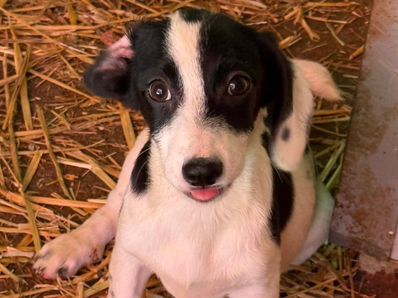 Vuoi adottare un cane a Firenze?
