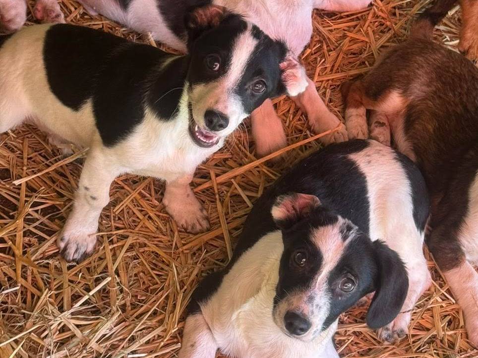 Adotta il cane FLORA e FANA a Firenze