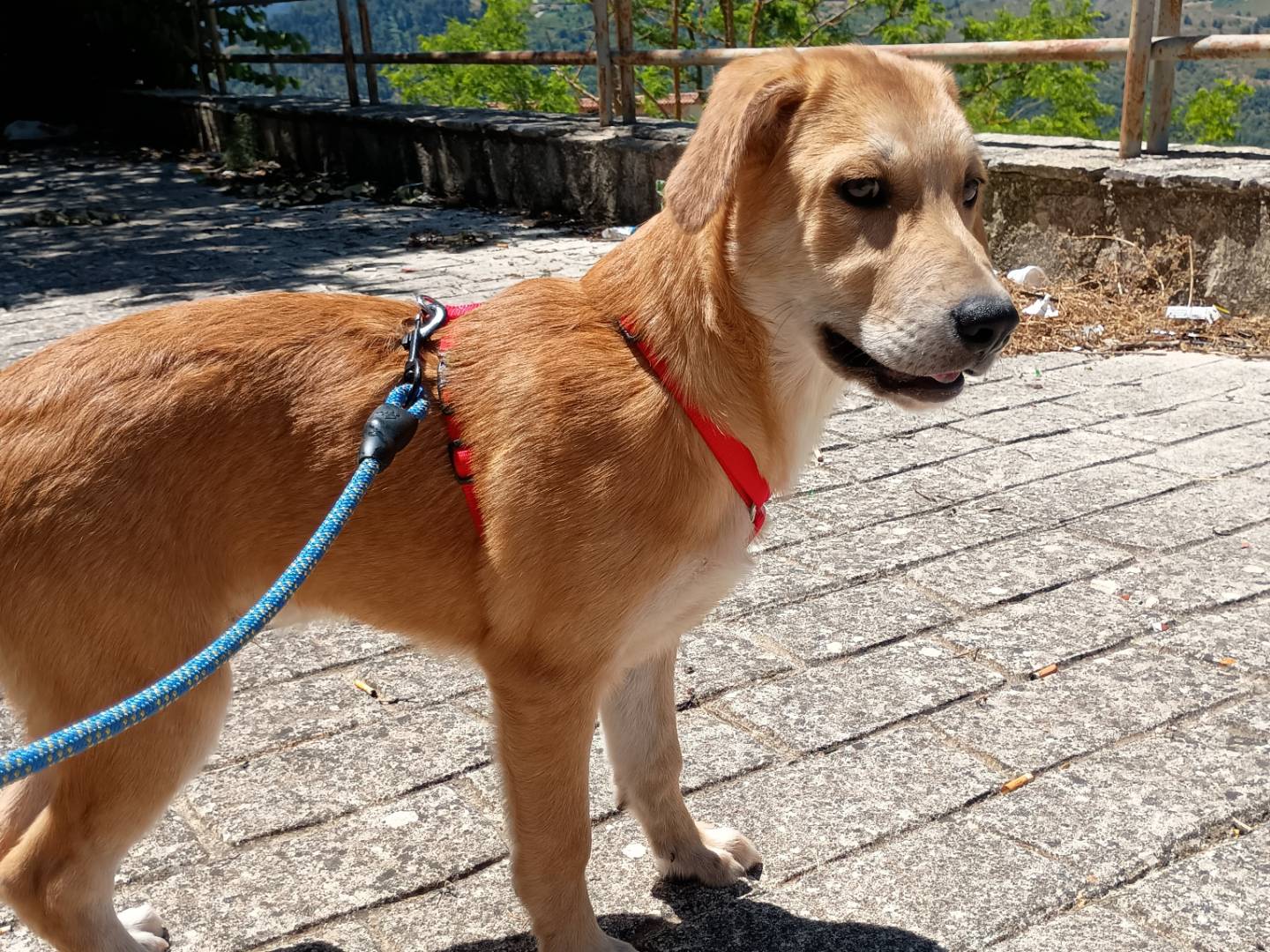 Adozione cane, maschio, Labrador Retriever Razza sconosciuta, 3 mesi, taglia grande, Palermo