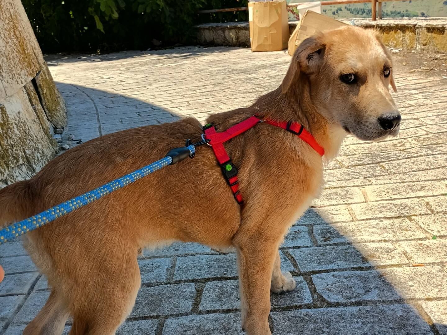 Adotta un cane, maschio, 3 mesi, Palermo