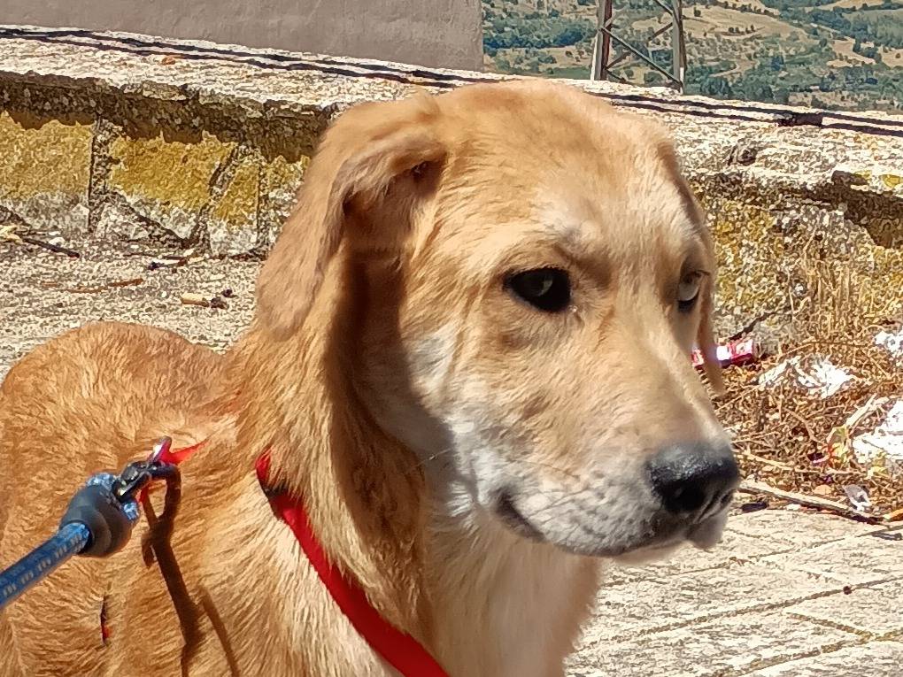 Adotta un cane, taglia grande, maschio, Palermo