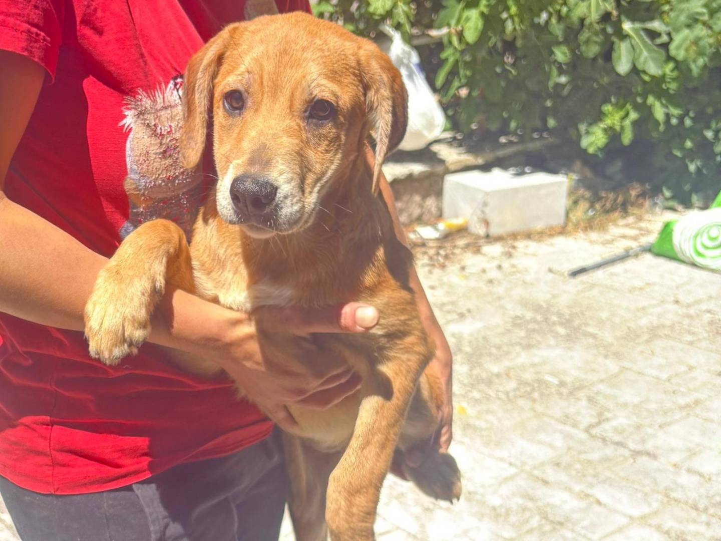 Adotta un cane, femmina, 3 mesi, Palermo