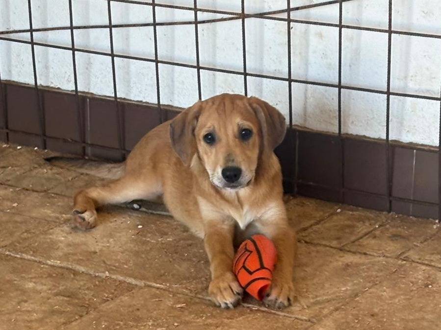Adozione cane, femmina, Labrador Retriever Razza sconosciuta, 3 mesi, taglia media, Palermo
