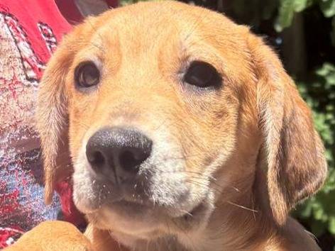Adotta un cane, taglia media, femmina, Palermo