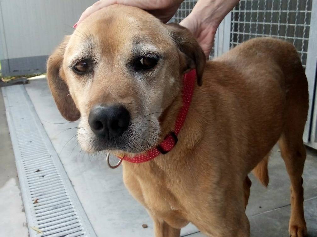 Adozione cane, femmina, Razza sconosciuta Razza sconosciuta, 13 anni e 1 mese, taglia media, Teramo