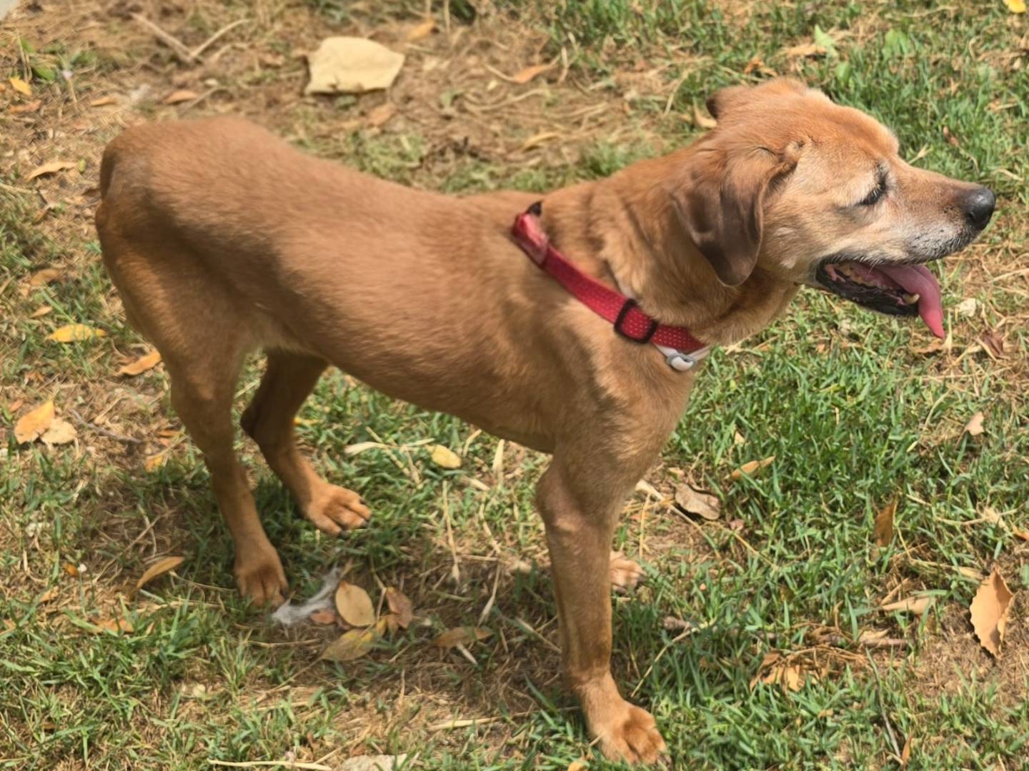 Adotta un cane, femmina, 13 anni e 1 mese, Teramo