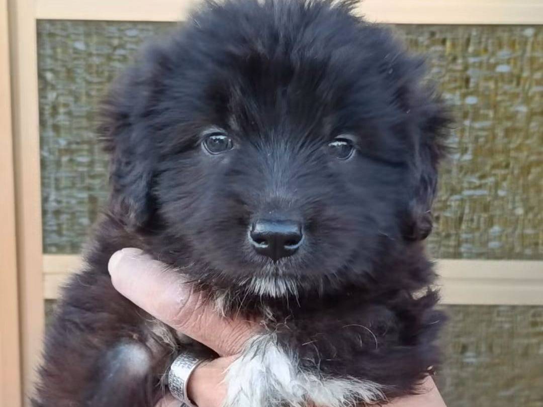 Adozione cane, femmina, Razza sconosciuta Razza sconosciuta, 4 mesi, taglia media, Trapani
