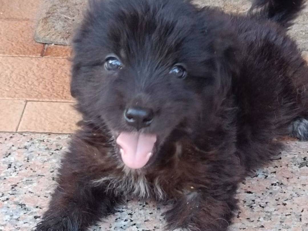 Adotta un cane, femmina, 4 mesi, Trapani