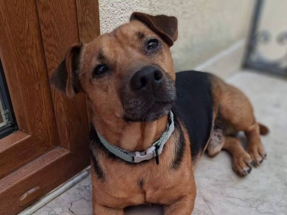 Adozione cane, maschio, Razza sconosciuta Razza sconosciuta, 2 anni e 10 mesi, taglia piccola, Trapani