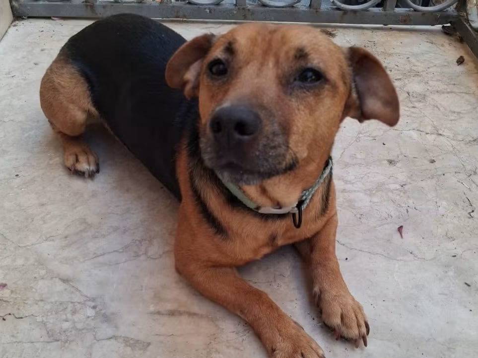 Adotta un cane, maschio, 2 anni e 10 mesi, Trapani