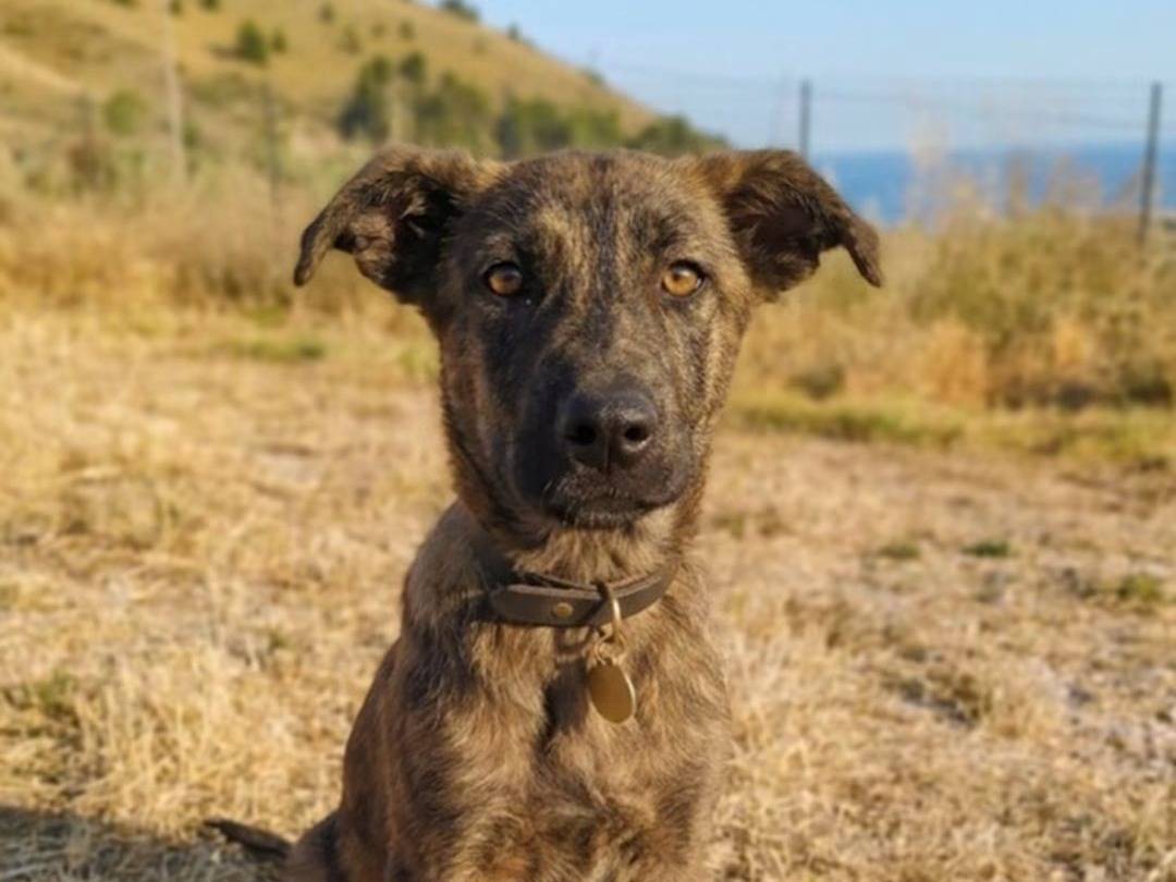 Adozione cane, maschio, Razza sconosciuta Razza sconosciuta, 6 mesi, taglia media, Trapani
