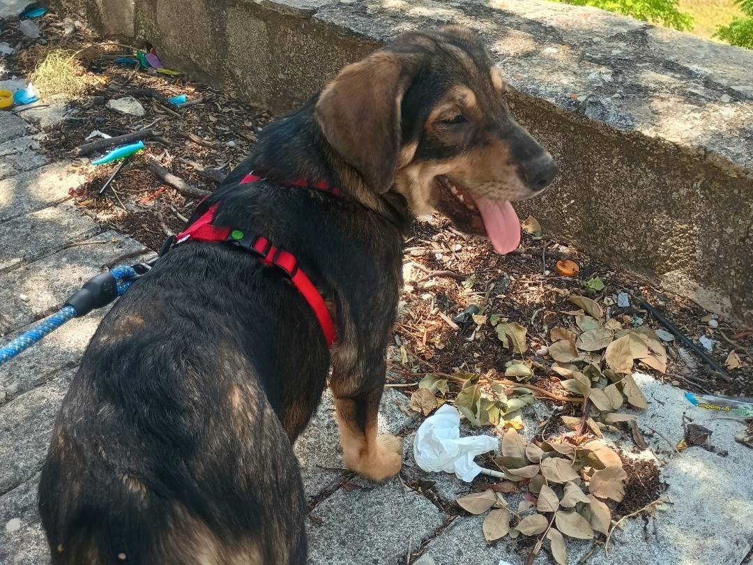 Adotta un cane, maschio, 3 mesi, Palermo
