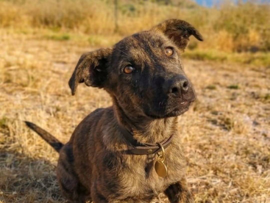 Adotta un cane, maschio, 6 mesi, Trapani