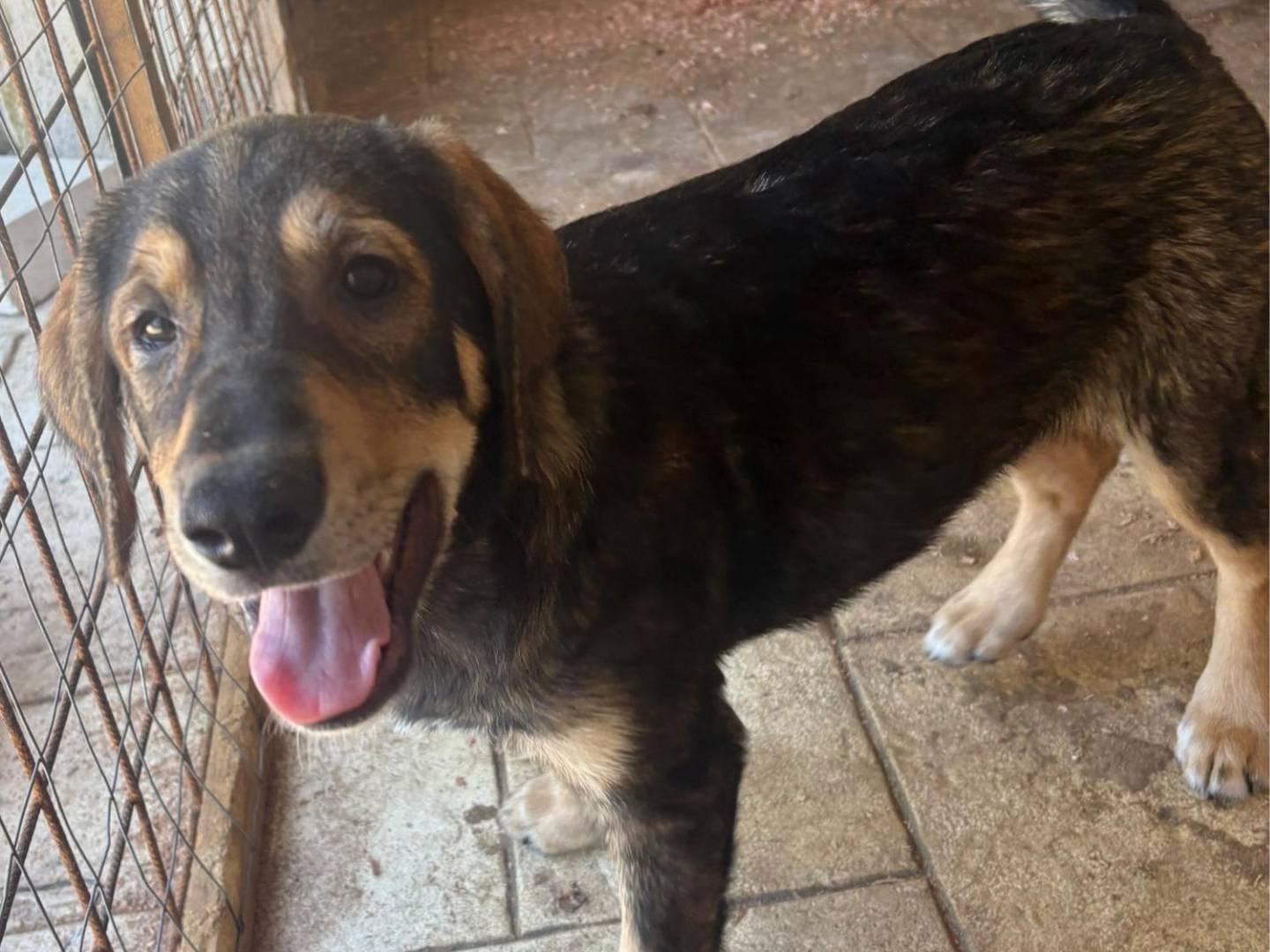 Adotta un cane, taglia grande, maschio, Palermo